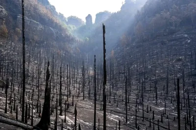 Pachlak - Krajobraz po ogromnym pożarze ,który miał miejsce w Parku Krajobrazowym Cze...