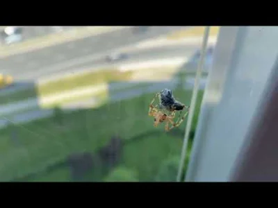 Mithrindil - Dzisiaj zauważyłem że pająk na balkonie złowił sobie muchę. Przyglądałem...