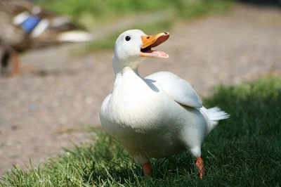 Jogi4 - Quack (｡◕‿‿◕｡)
#zwierzaczki #smiesznypiesek #kaczuszkanadzis #kaczykontent