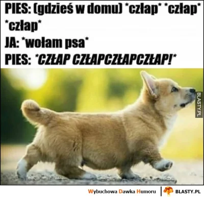 maateusz123 - Człap człap XD 
#heheszki #humorobrazkowy #psy