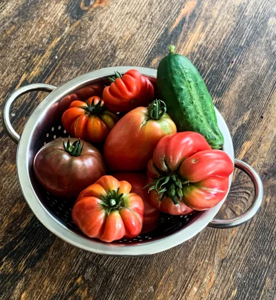 kutwa_sprytny - Pierwszy zbiór pomidora 
#ogrodnictwo #uprawiajzwykopem #warzywa