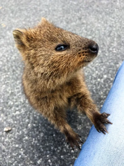 hcbadixhc - No co tam człowieku chcesz?
#quokka #quokkanadzis #zwierzaczki