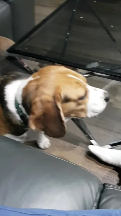 NotYetDefined - Wasze #beagle też jedzą powietrze? Spróbujcie dmuchać na nie i zobacz...