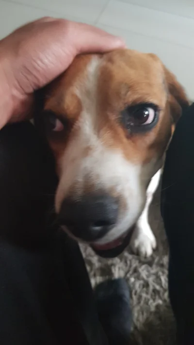NotYetDefined - Zmęczony beagle to szczęśliwy beagle
#beagle #beaglebone #suka #pies ...