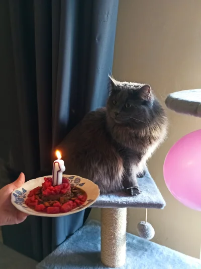 Pabl0 - Gabi świętuje 1 urodziny
#koty #pokazkota #mainecoon