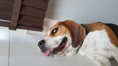 NotYetDefined - Zabawny #beagle z głupkowatą miną.
#pies #piesel #suka