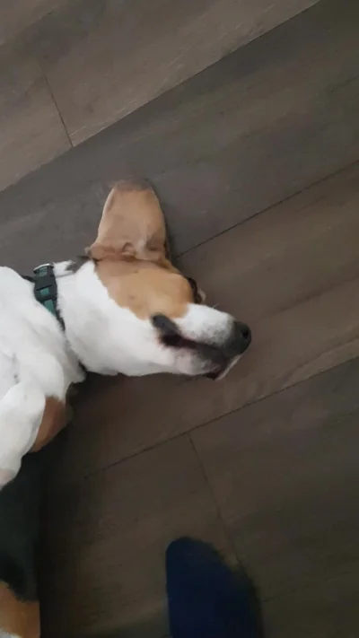 NotYetDefined - #creepy #beagle budzi się z martwych jako #zombie 
#pies #piesel #suk...