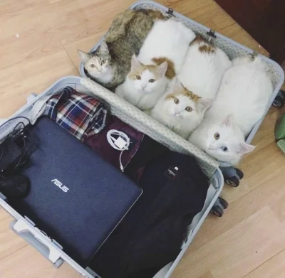 xandra - Pamiętajcie, że na wakacje pakuje się tylko to co najważniejsze ;)

#kot #...