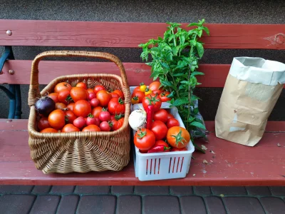 KORNI_K - #pomidory #ogrodnictwo #chilihead #chwalesie 
Drugie poważniejsze zbiory :)