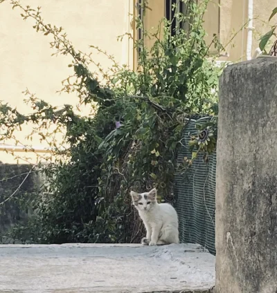 somskia - Wiecie co? Często myśle o Frajerzynie, mam nadzieje, ze znalazł szczęśliwy ...