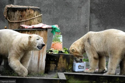 100piwdlapiotsza - @lkusmir: W Białymstoku białe niedźwiedzie, to norma. ¯\\(ツ)\/¯