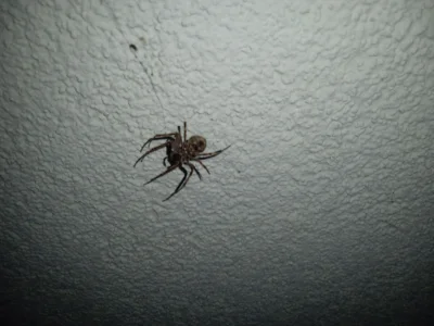 Dawidokido11 - ziomeczek pajączek zamieszkuje pod parapetem

#zwierzaczki #pajaki #ku...