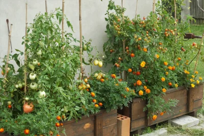 teh_m - Pierwszy raz w 100% ekologiczne pomidory - nawet miedzianu nie trzeba było ru...