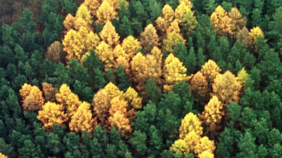 Kresse - @vikop-ru: W okolicy znajdują się też piękne i dzikie lasy.