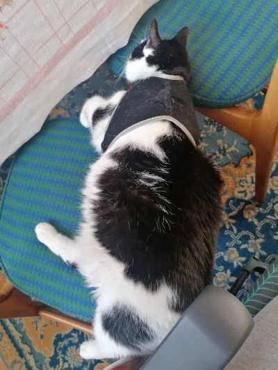 kulu - #kiki #kotbezogonaioczu #koty
Na 2 krzesłach śpi, no co za szlachta.