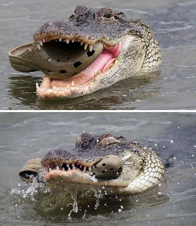 kinson - Patrzcie jak wcina 
#krokodyl