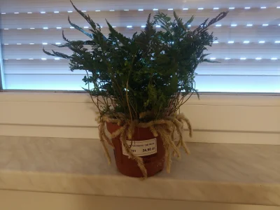 Pietruchoowy - Kupiłem sobie roślinkę. Ale ma fajne kłącza! Jak nóżki pająka (｡◕‿‿◕｡)...