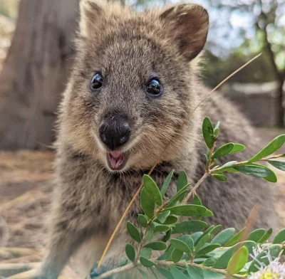 hcbadixhc - !
#quokka #quokkanadzis #zwierzaczki