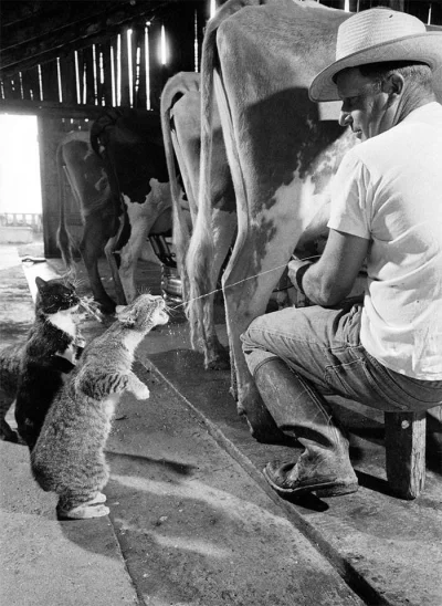 Kumpel19 - Kot pijący mleko od krowy rok 1954. 

Ps. Dodam że koty raczej powinny uni...