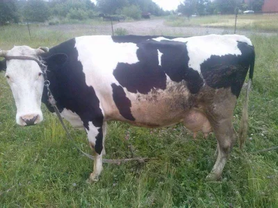 kriksos-stefanos - sprzedam krowę mleczną - nie bita! pierwszy właściciel, lekko pory...