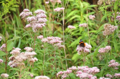 niebieskookawiewiorkarzeczna - Wokół kwitnie dużo roślin, przyciągających motyle (tu ...