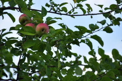 niebieskookawiewiorkarzeczna - Gdzieniegdzie można spotkać jabłonki, więc spacerowicz...