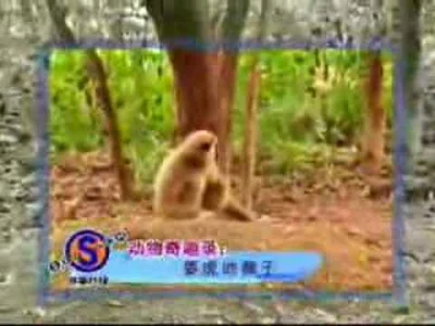 Jin - @kazzr: @HyperXBang: 

Choćby 10 lat trenował muai-thai nie trafiłby bo małpa...