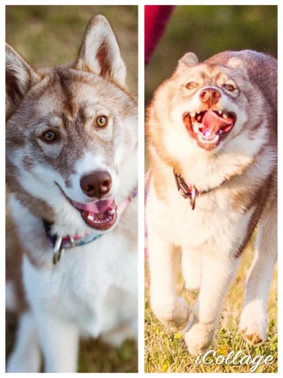 kinga-kse - Szczeniak husky- oczekiwania vs rzeczywistość ( ͡° ͜ʖ ͡°) #pies #husky #p...