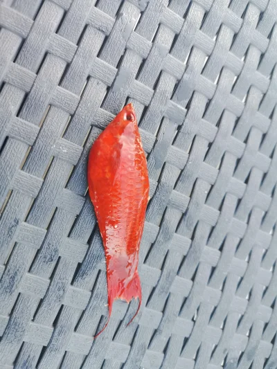 piotrrus - #akwarystyka 

Czy może mi ktoś powiedzieć co to za ryba może być? Długośc...