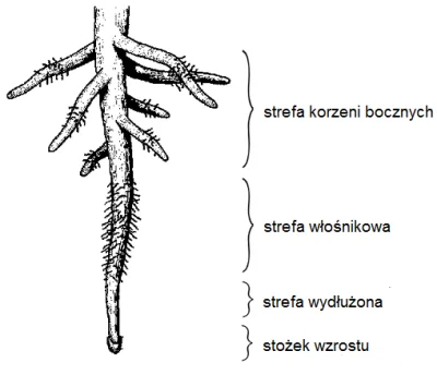 Niewiemja - @Hawthorne: Korzenie włośnikowe to to co wyrasta z głównych korzeni, na c...