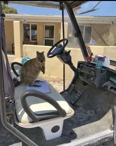 hcbadixhc - Nie ma czasu na wyjaśnienia, wsiadaj człowieku.
#quokka #quokkanadzis #z...