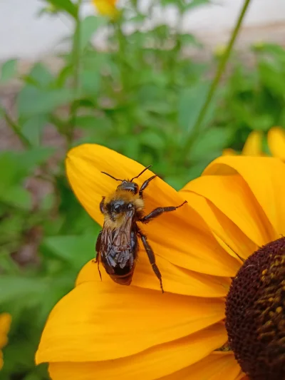 Hetok - #pszczelarstwo #owady #pszczoly 
Wie ktoś co to za owad? Znalazłem za dzikim ...