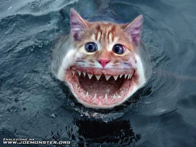 hopex - @MienciuskiPajonk: Kurna mój kot zeżarł rybę z Odry