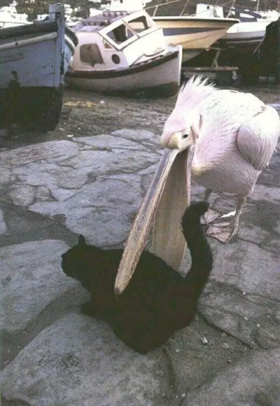 Szaa - #pelikany #smiesznypiesek #wykopki