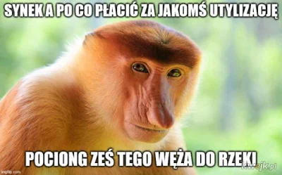 KosmicznyPaczek - #polak #nosacz #nosaczsundajski #heheszki #humorobrazkowy #odra