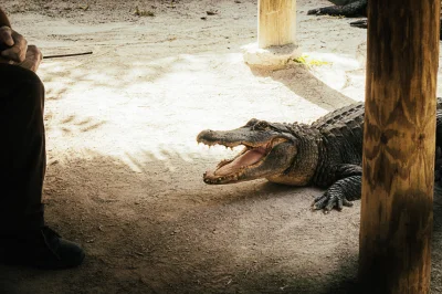 kej-ti - W Everglades w jednym miejscu można spotkać aligatory i krokodyle w ich natu...