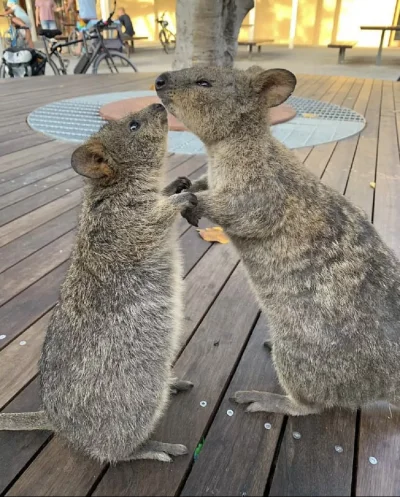 hcbadixhc - Bo ważne by znaleźć kogoś odpowiedniego.
#quokka #quokkanadzis #zwierzac...