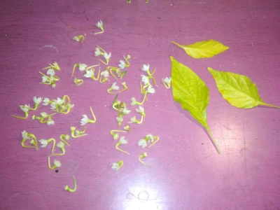 roster1 - Kurde.. masowo opadły mi kwiaty z papryczki, przedwczoraj 60szt, wczoraj+dz...
