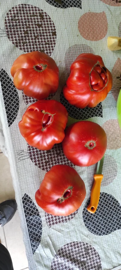 POSTER - Bendem je jadł 
#pomidory 
#gotujzwykopem 
#diy 
#ogrodnictwo 
#chwalesie
