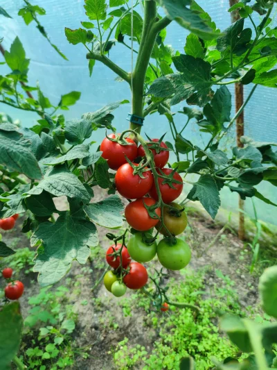 KORNI_K - #pomidory #wies #ogrodnictwo 
Czy takie pomidory dostaną plusa :)