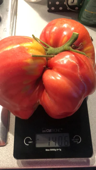 D.....y - Dobra, większych już nie będzie ( ͡° ʖ̯ ͡°)

#pokazpomidora
#ogrodnictwo