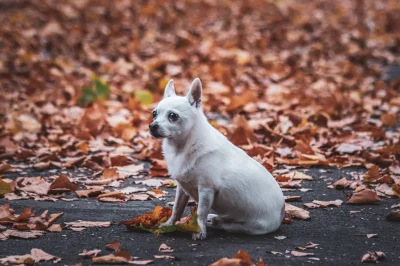 lebele - #fotografia #pies #pieseczkizprzypadku #zwierzaczki