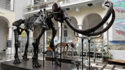 trudnasztukakupiectwa - Szkoda że mamuty wyginęły

#mamut #mamuty #muzeum #Warszawa...