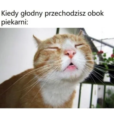 jabadabadupka - #koty #heheszki #smiesznekotki #smieszneobrazki #memy #humorobrazkowy...