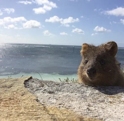 hcbadixhc - No halo!
#quokka #quokkanadzis #zwierzaczki