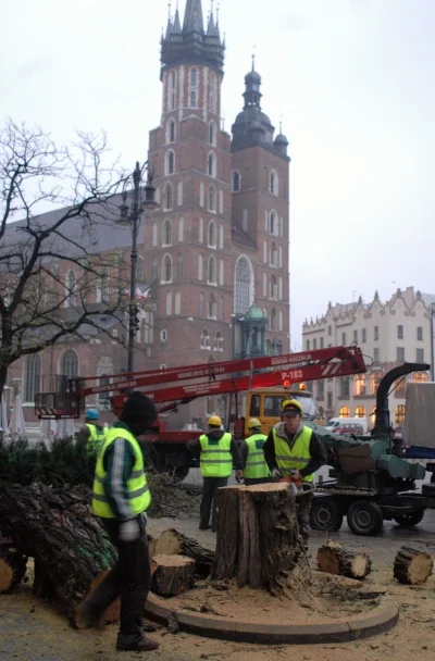 goferek - Wycinka drzew na Rynku Głównym
#krakow