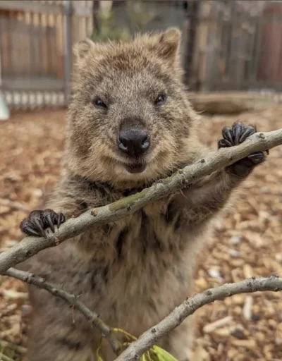 hcbadixhc - Mood łowcy.
#quokka #quokkanadzis #zwierzaczki