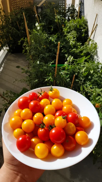Mcmaker - Chłop zebrał już kilogram pomidorów z balkonu ( ͡° ͜ʖ ͡°)

#ogrodnictwo #ch...