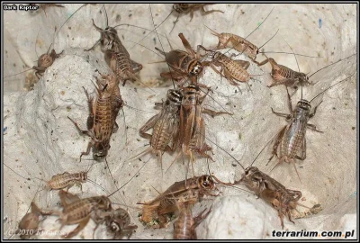 Sarmataa - @zielonka12: Mi tam krewetki smakują owadami. 

Dajcie spokój jeść takie...