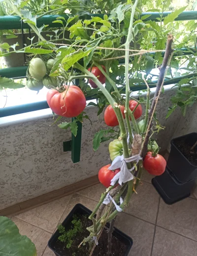 picasssss1 - Pomidorek